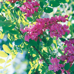 Acacia rose - Robinia hispida rosea - Arbustes