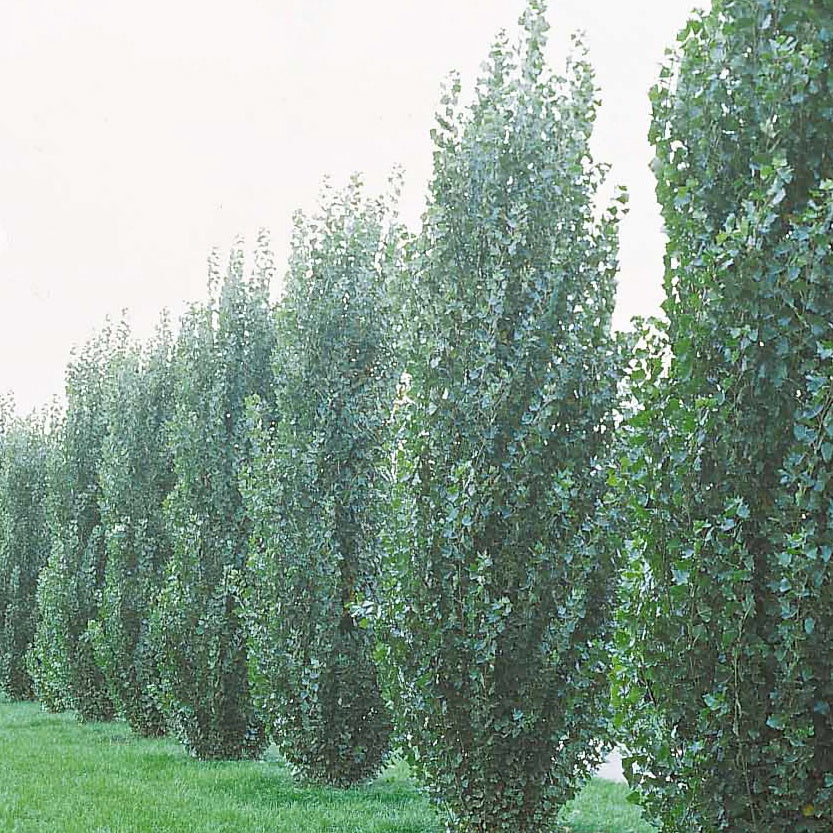 20 Peupliers noirs d'Italie - Haie de 14 m linéaire - Populus nigra italica - Plantes