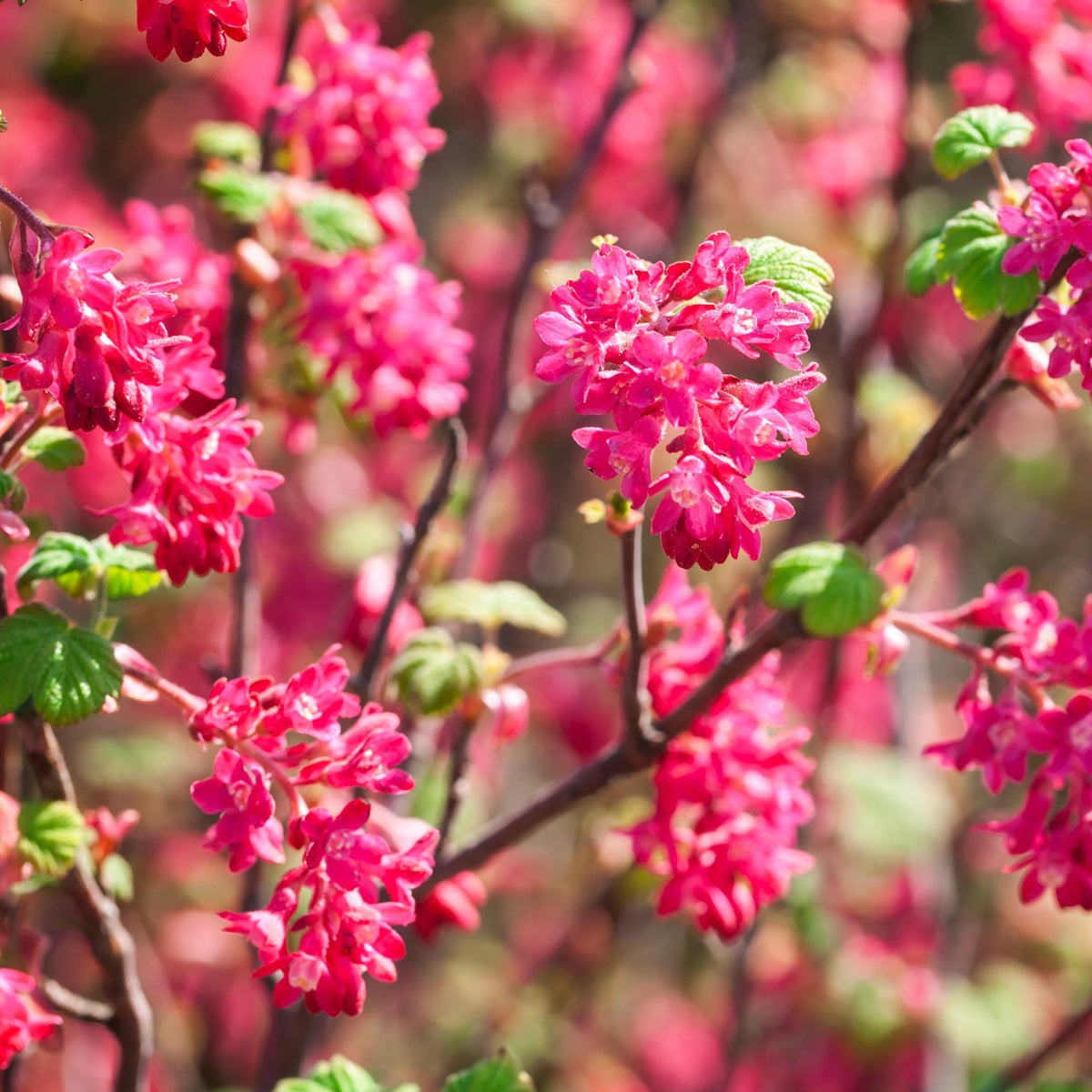 2 Groseilliers à fleurs King Edward - Ribes sanguineum king edward - Plantes