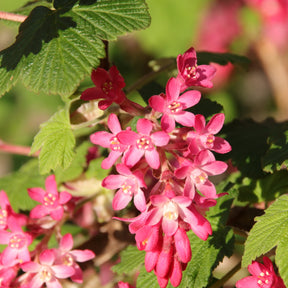 4 Groseilliers à fleurs King Edward - Ribes sanguineum king edward - Arbustes