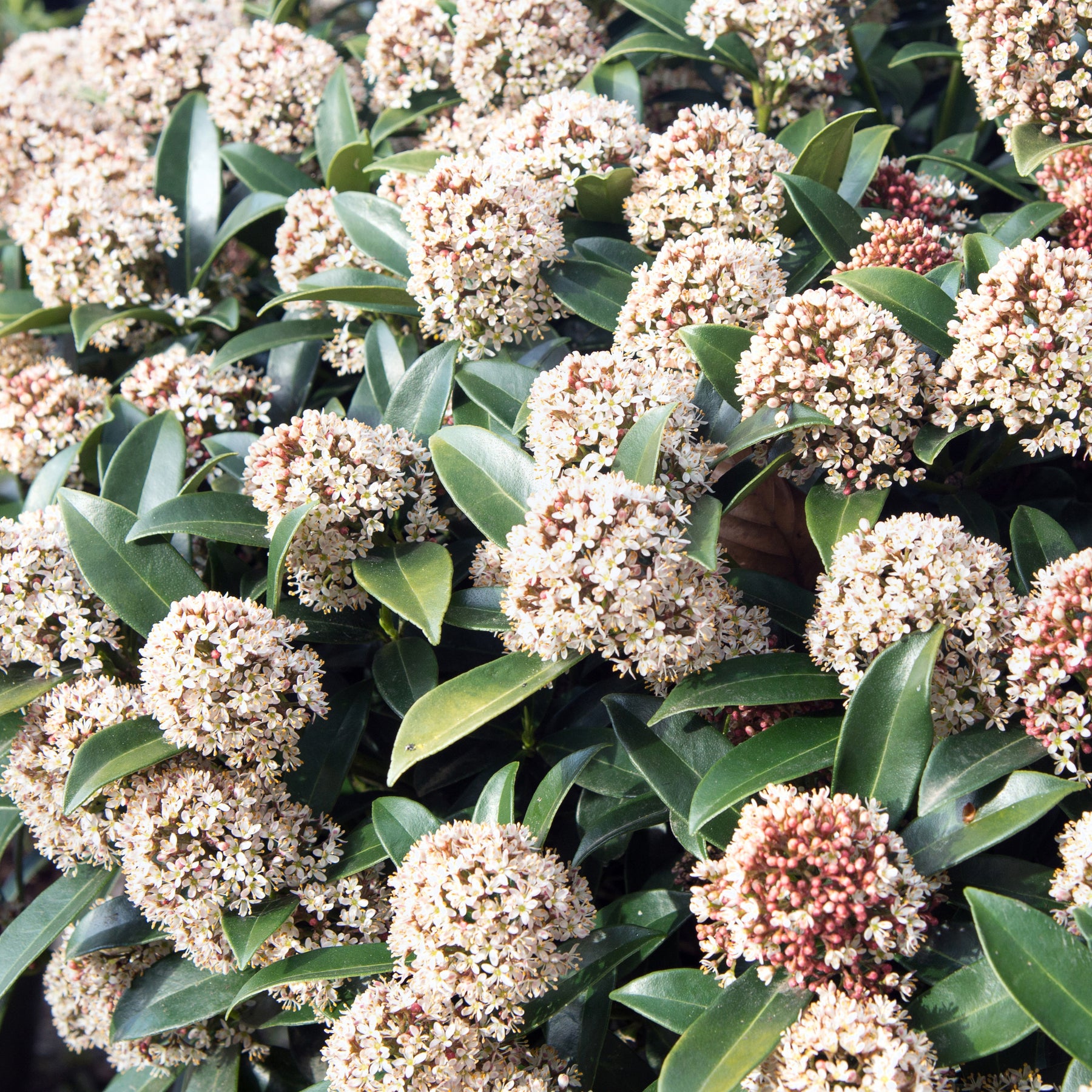 2 Skimmias du Japon - Skimmia japonica - Plantes