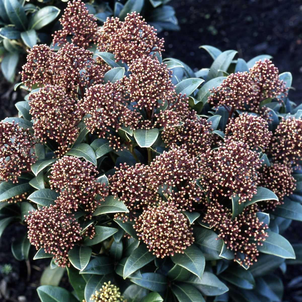 2 Skimmias du Japon - Skimmia japonica - Willemse