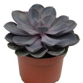 Echeveria Pearl van Nuernberg + cache pot blanc 14 cm. - Echeveria pearl van nuernberg - Plantes