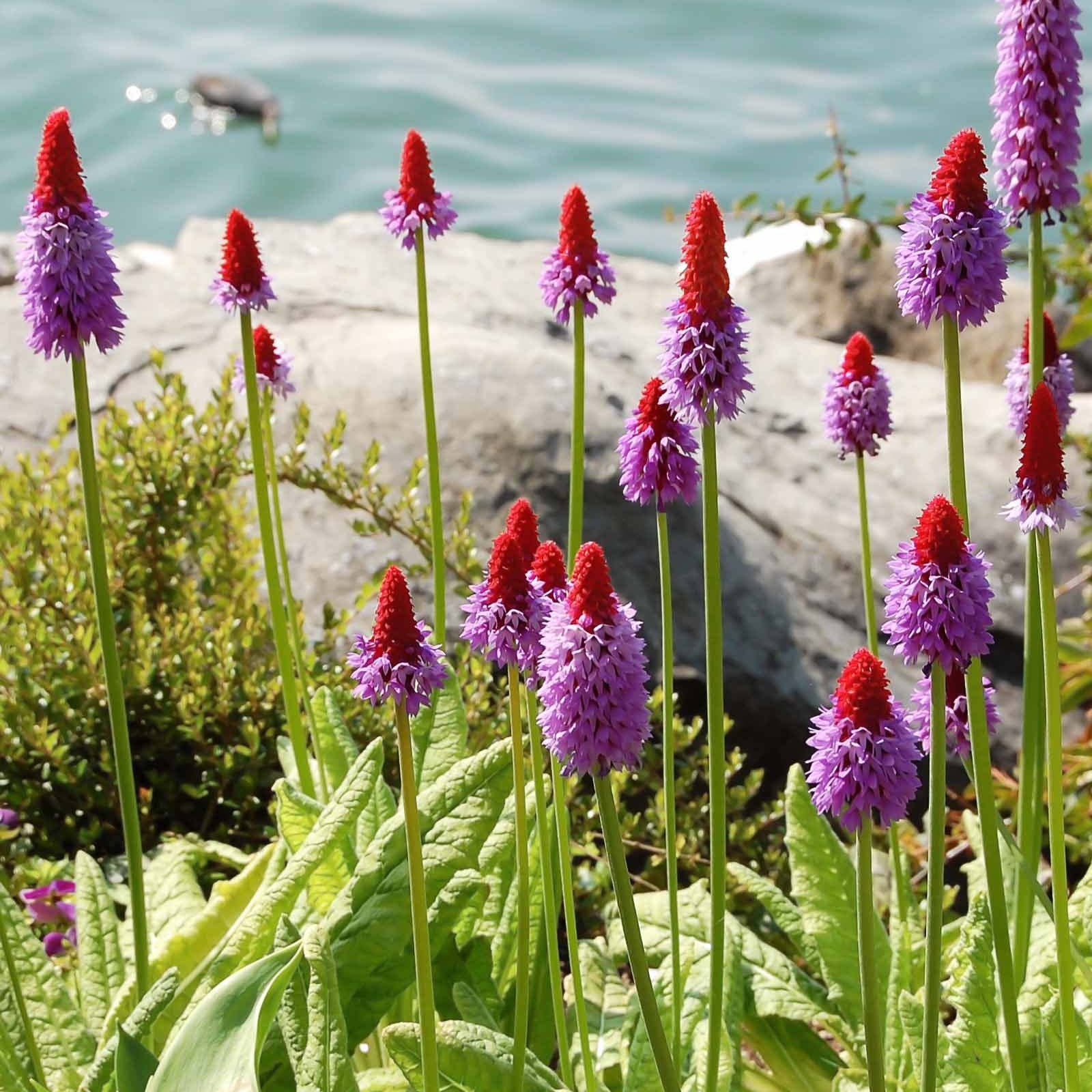 3 Primevères des marais - Primula vialii - Plantes