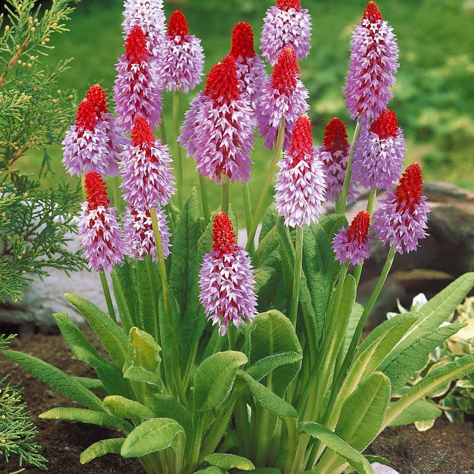 3 Primevères des marais - Primula vialii - Plantes vivaces