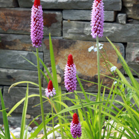 3 Primevères des marais - Primula vialii - Fleurs vivaces