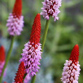 3 Primevères des marais - Primula vialii