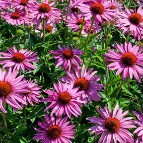 Collection de Massif 7 plantes fleuries - Gaillarde,echinacea,heliopsis,achillea,eryngium,oe