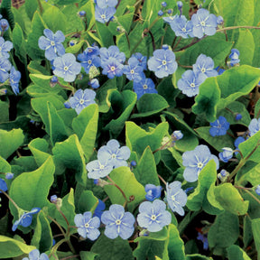 Omphalodes Blue eyes - Omphalodes blue eyes - Plantes