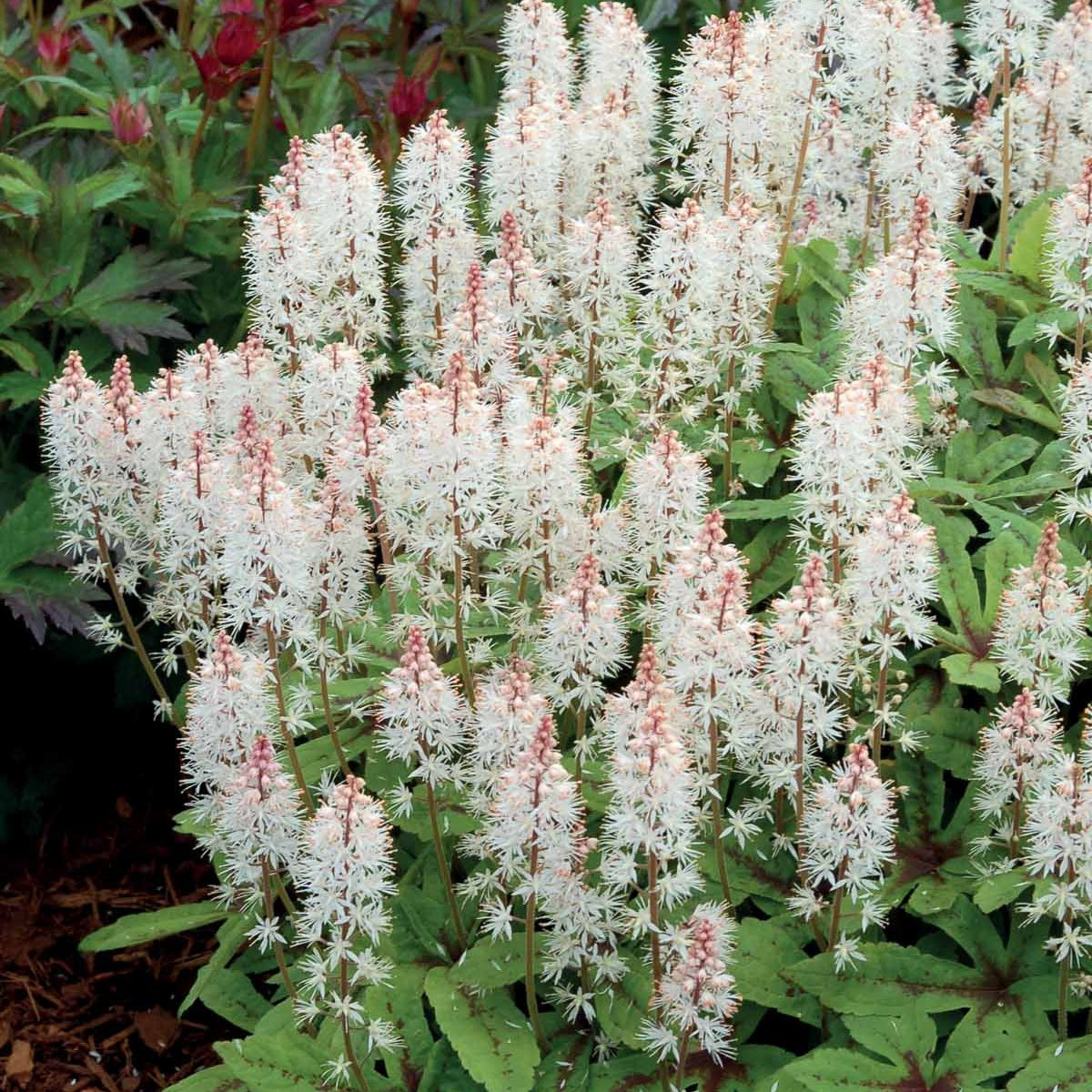 Tiarella Spring Symphony - Tiarella spring symphony - Plantes