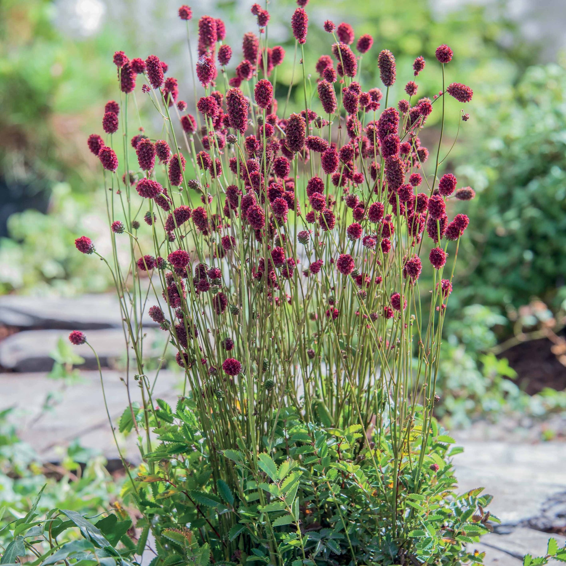 Sanguisorba Proud Mary - Sanguisorba proud mary - Plantes