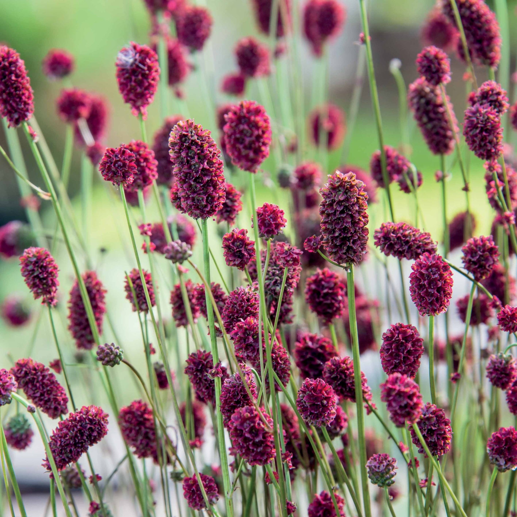 Sanguisorba Proud Mary - Sanguisorba proud mary - Plantes vivaces