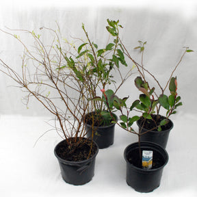 Haie printanière de 4 arbustes - Haie de 3 mètres de long - Photinia, forsythia, spirea grefsheim , chaneomeles japonica - Arbustes