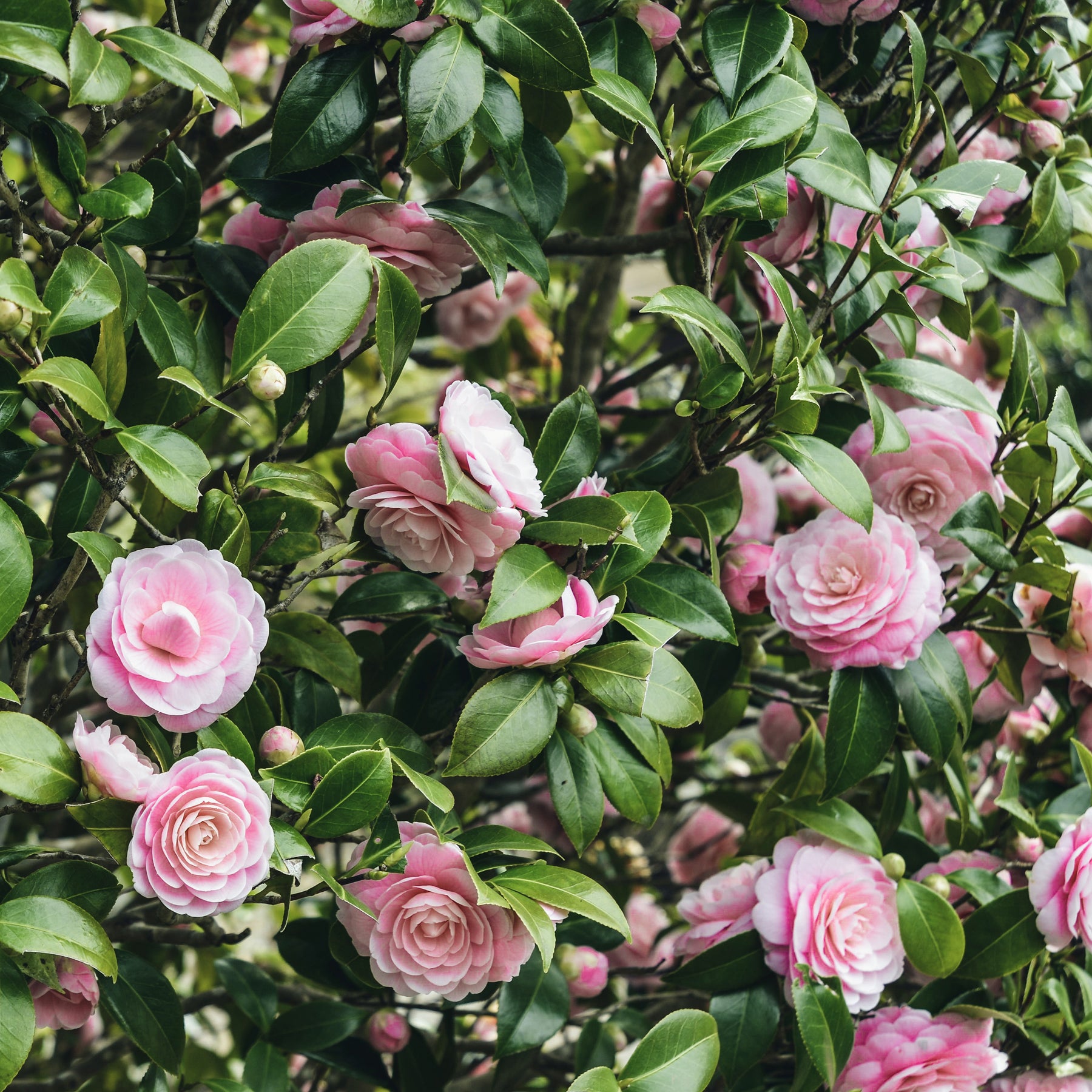 Pack 2 camélias du Japon à fleurs doubles roses - Camelia japonica - Plantes