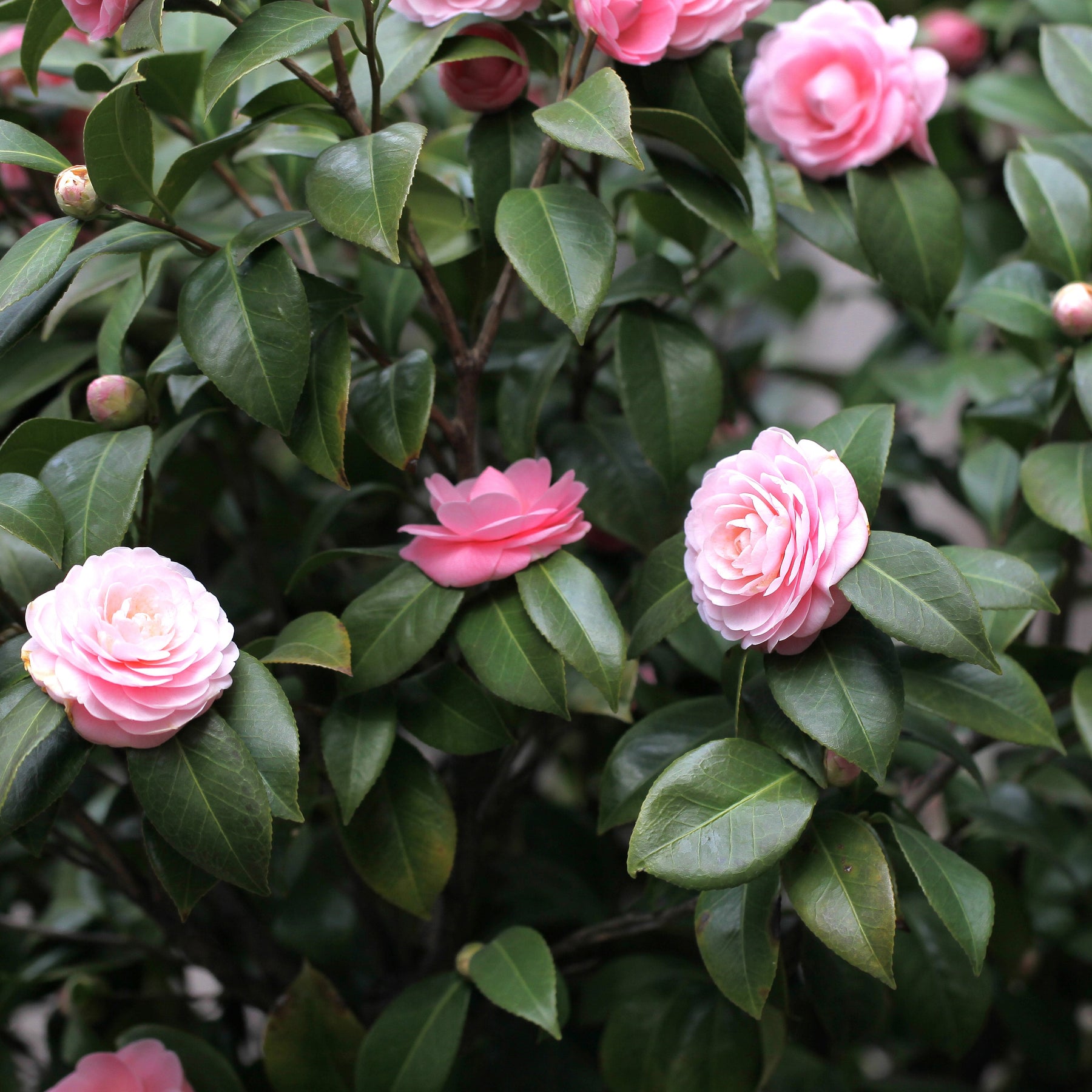 Pack 2 camélias du Japon à fleurs doubles roses - Camelia japonica