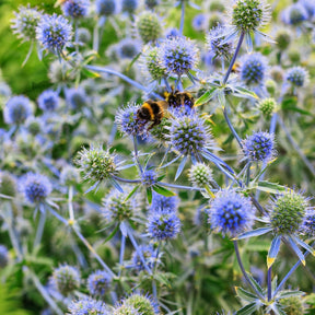 Collection de 10 plantes vivaces contemporaines et méllifères - Echinacea greentwister , eryngium planum, baptisia, trachelium caeru