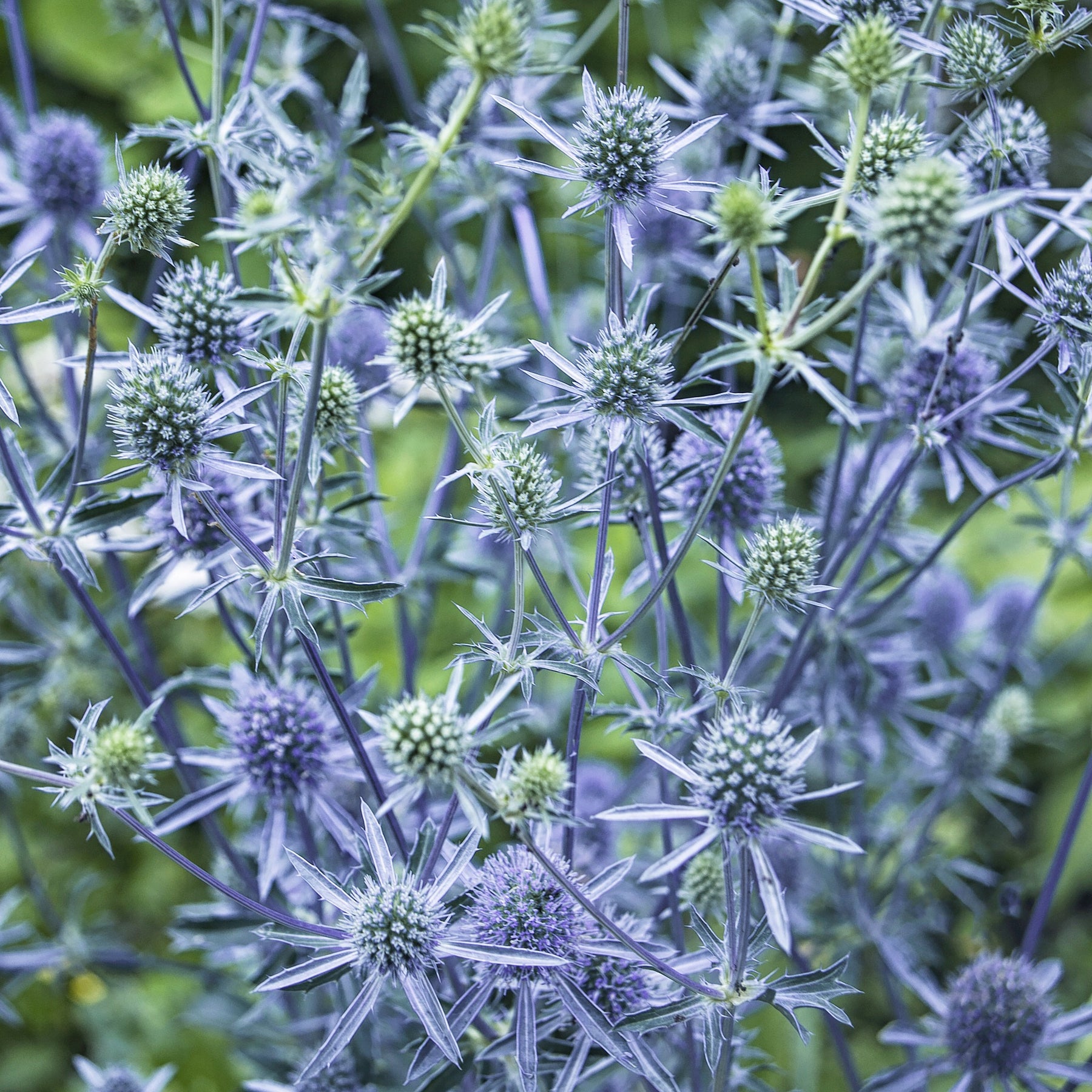 Collection de 10 plantes vivaces contemporaines et méllifères - Echinacea greentwister , eryngium planum, baptisia, trachelium caeru