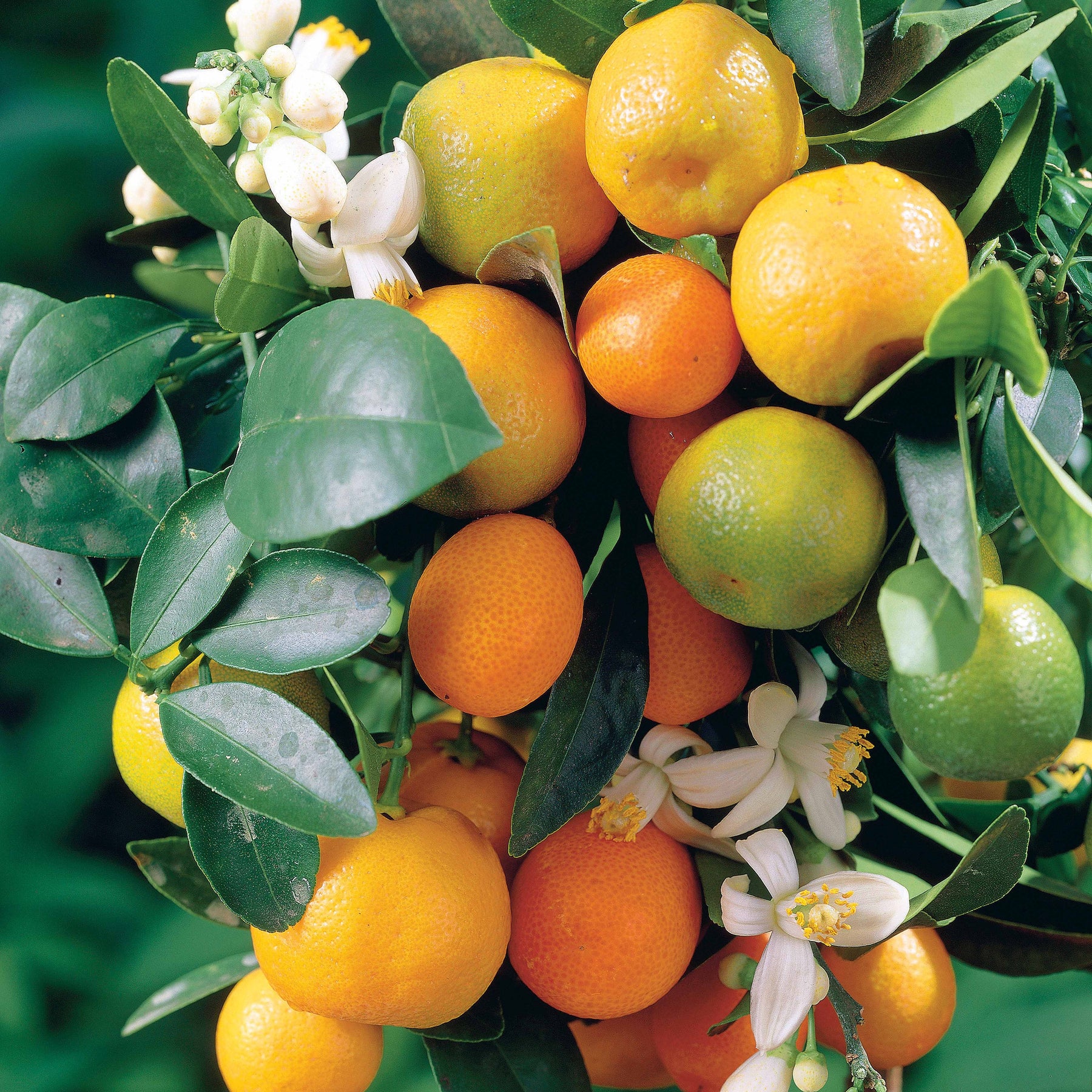 Collection de 3 mini-fruitiers pour terrasses méditerranéennes - Citrus reticulata, ficus carica brogiotto , citrus