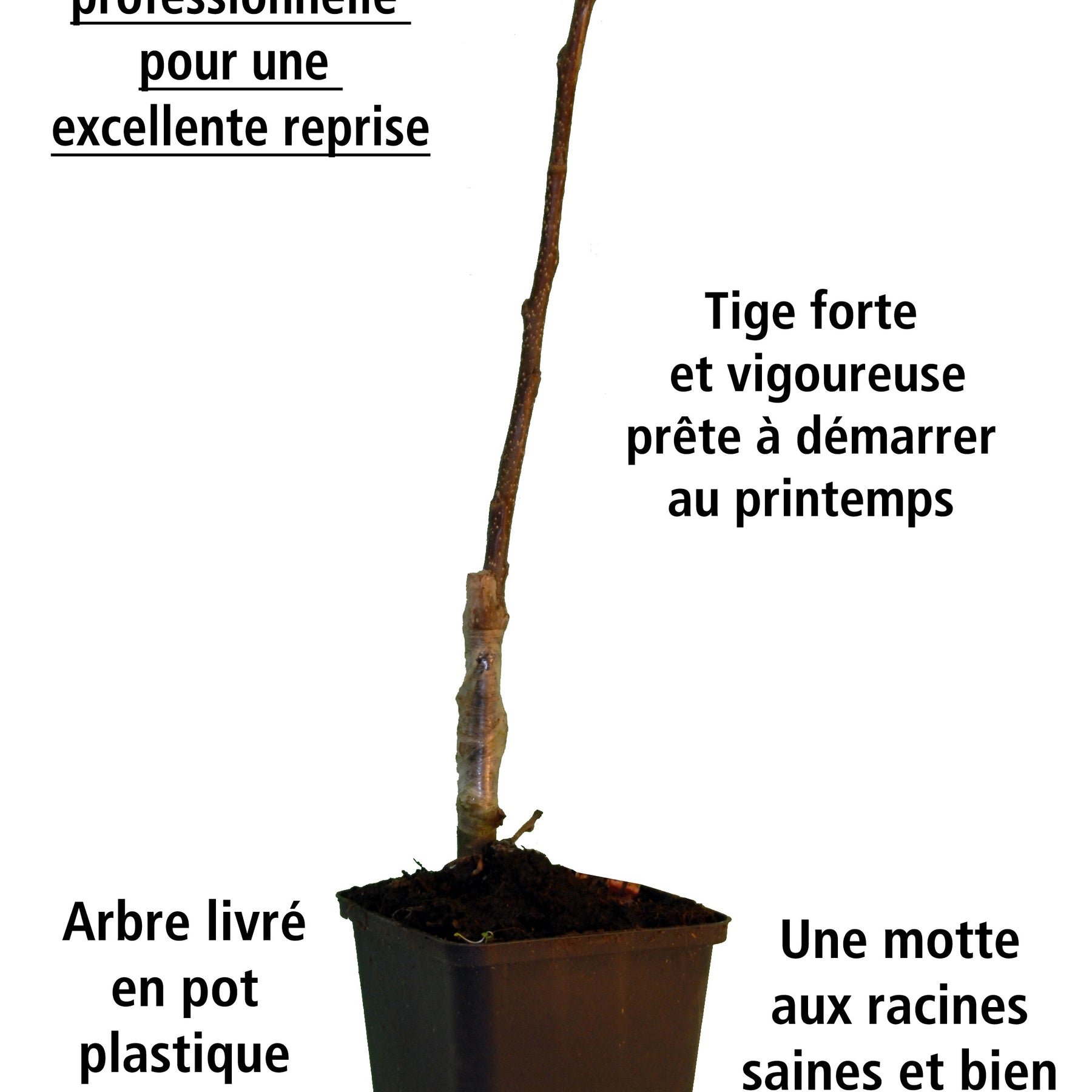 Collection de 3 mini-fruitiers pour terrasses méditerranéennes - Citrus reticulata, ficus carica brogiotto , citrus