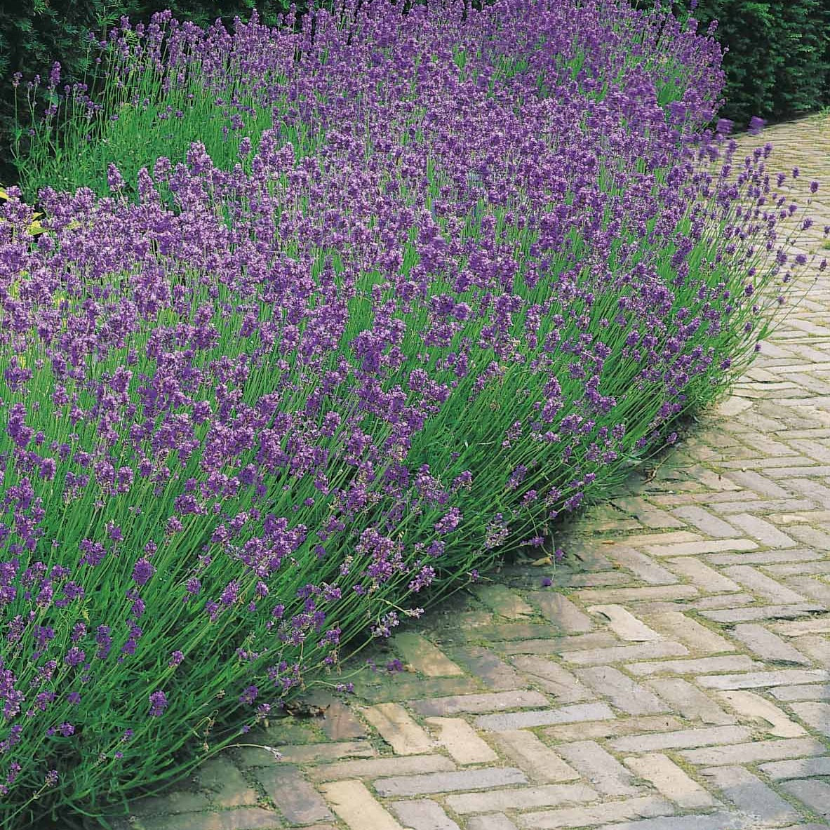 3 Lavandes bleues - Lavandula angustifolia 'munstead' - Plantes