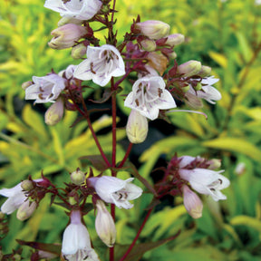 Penstemon Goldfinger - Penstemon goldfinger - Plantes