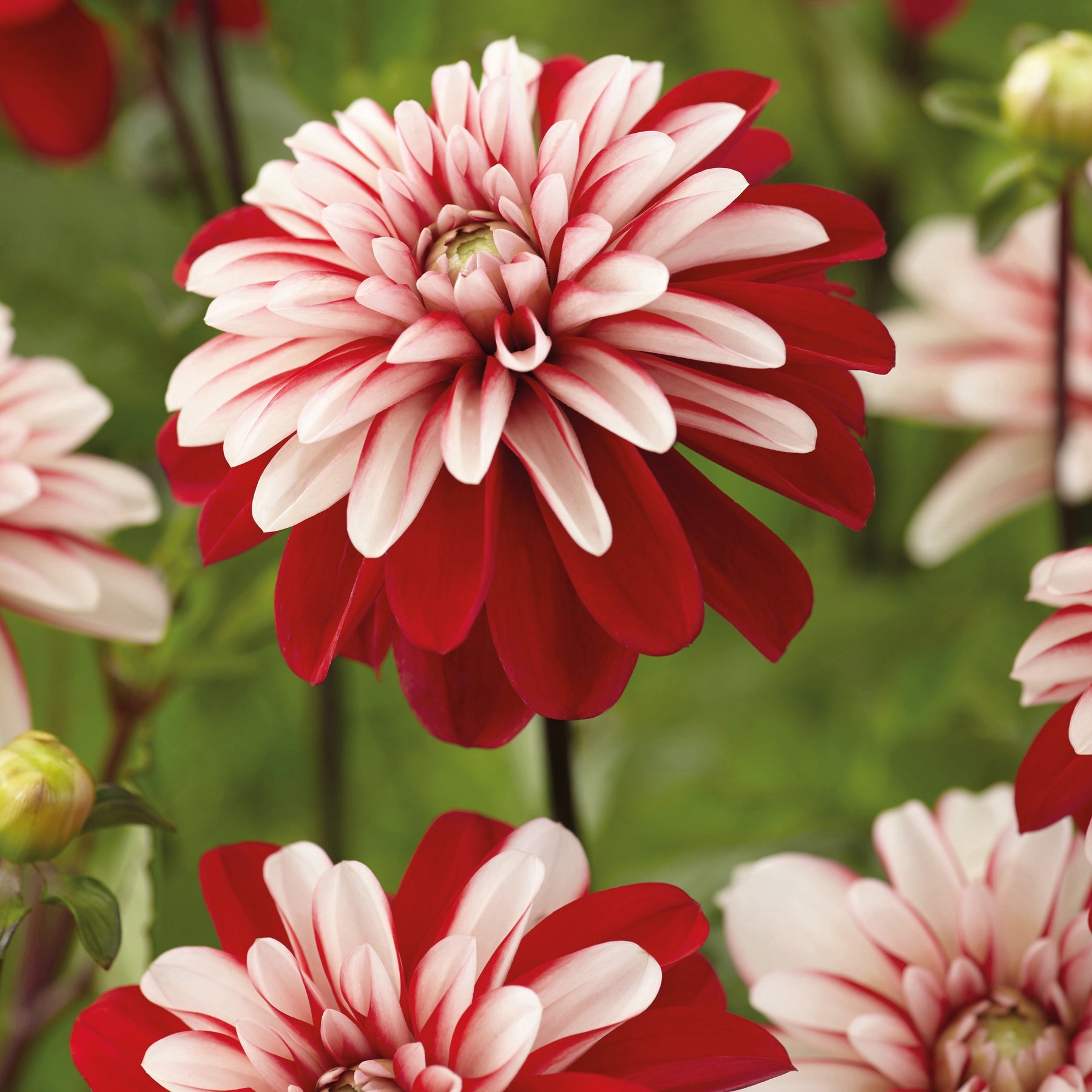 3 Dahlias Pacific Time - Dahlia pacific time - Plantes