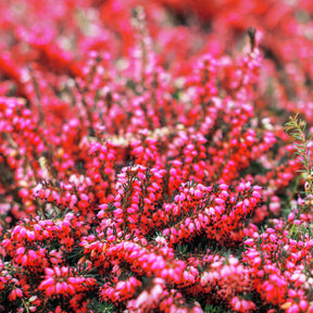 Bruyère Carnée Rouge - Erica carnea - Plantes