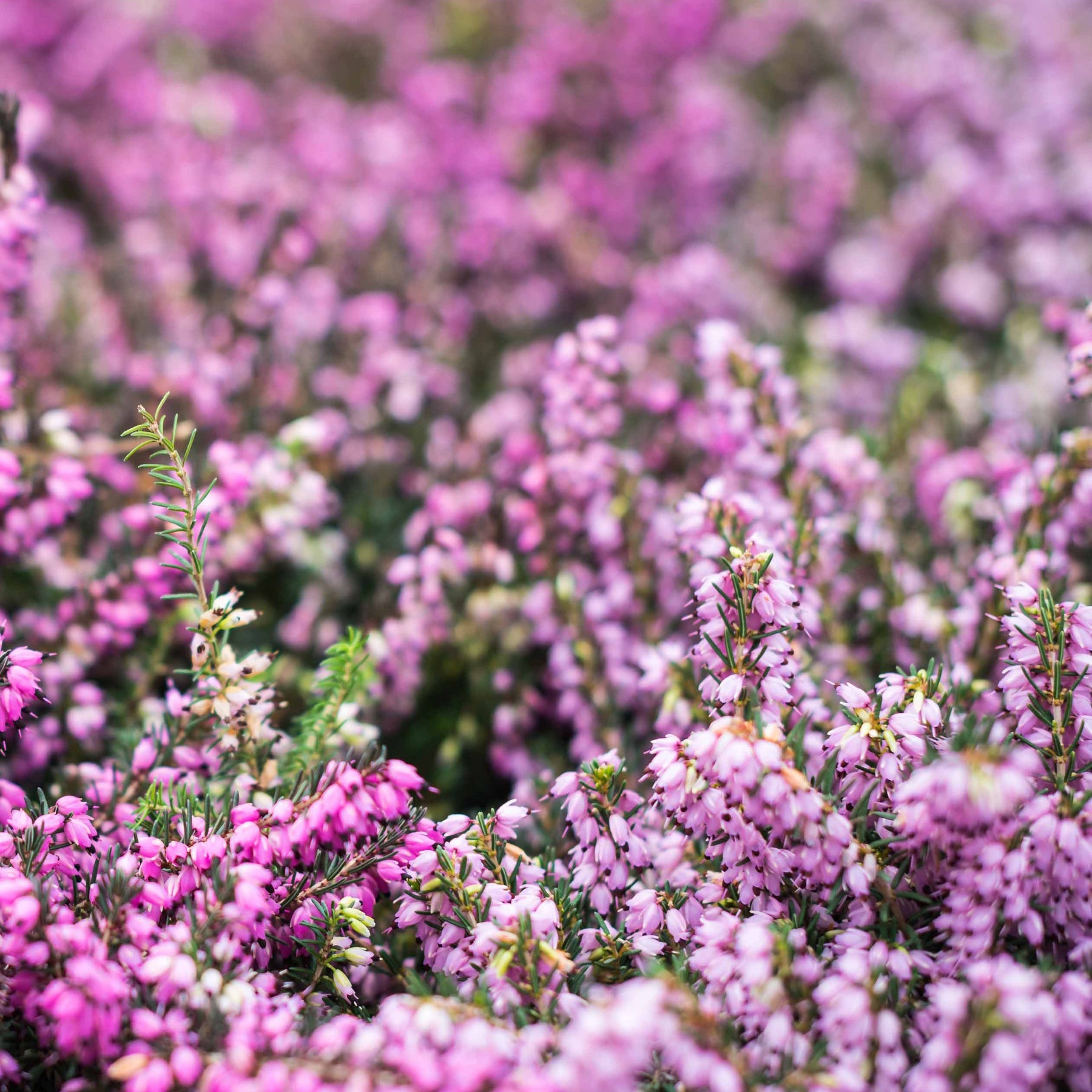 Bruyère Carnée Rose - Erica carnea - Plantes