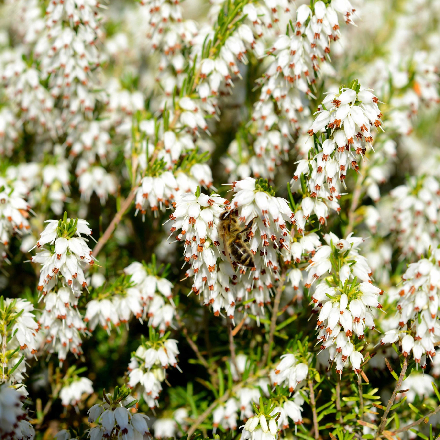 Bruyère Carnée Blanche - Erica carnea - Plantes