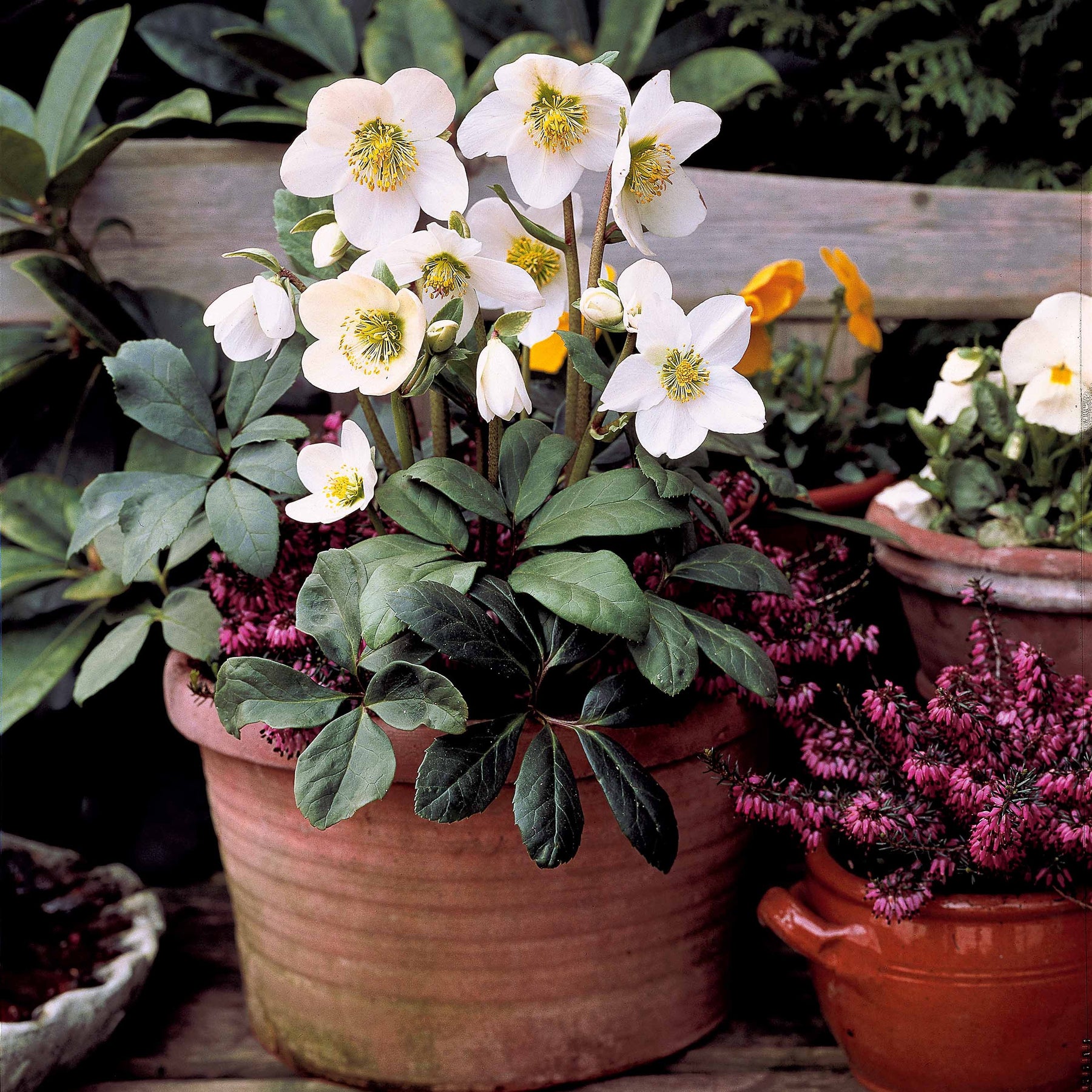 Rose de Noël - Helleborus niger - Plantes