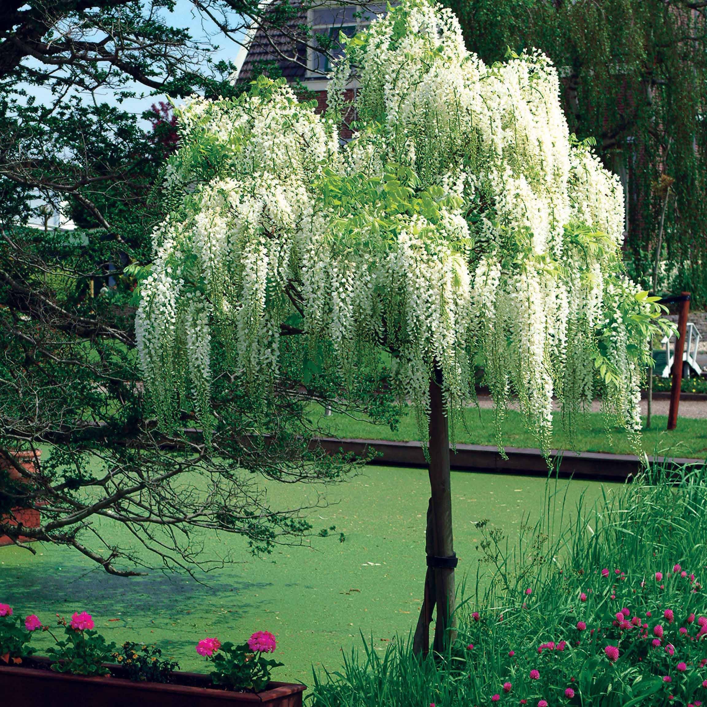 Glycine blanche sur tige - Wisteria sinensis alba - Plantes