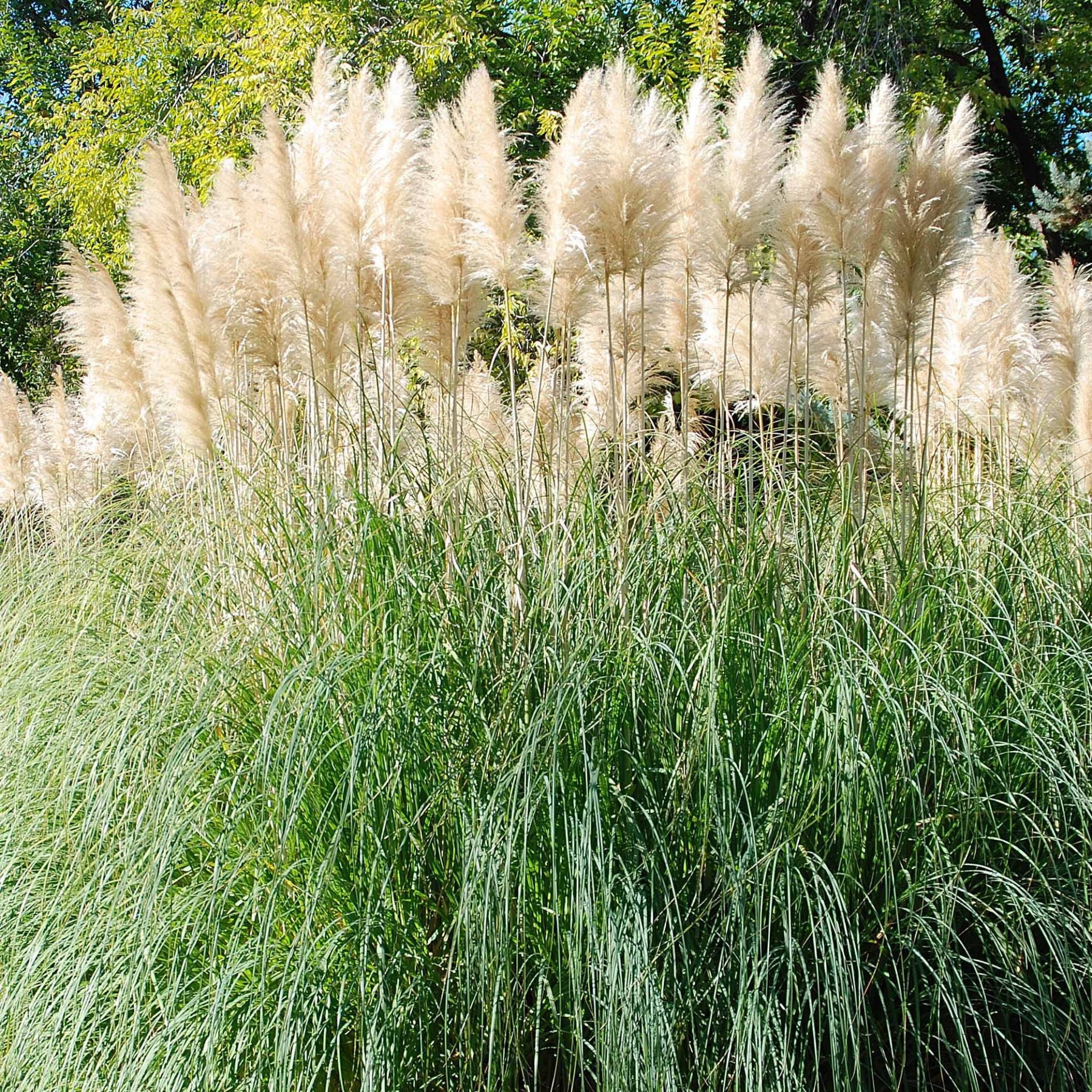 Herbe de la pampa blanche