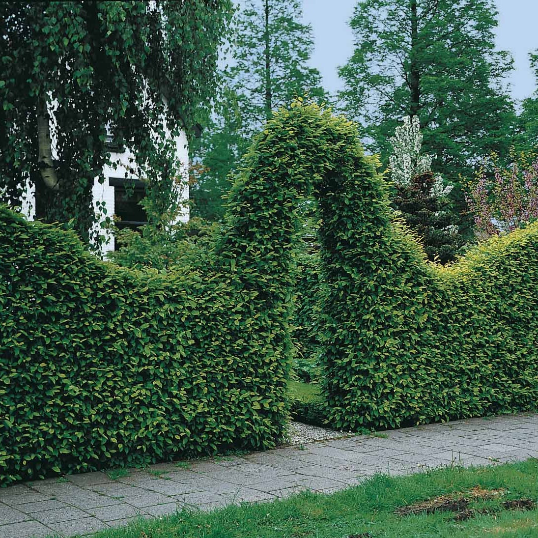 Haie de 10 Charmes - Carpinus betulus