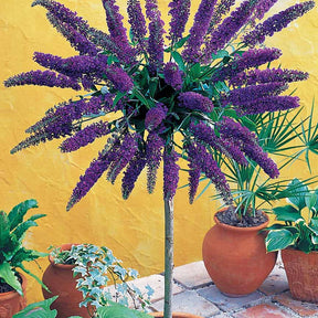 Arbre aux papillons Empire Blue sur tige - Buddleja davidii Empire Blue - Plantes