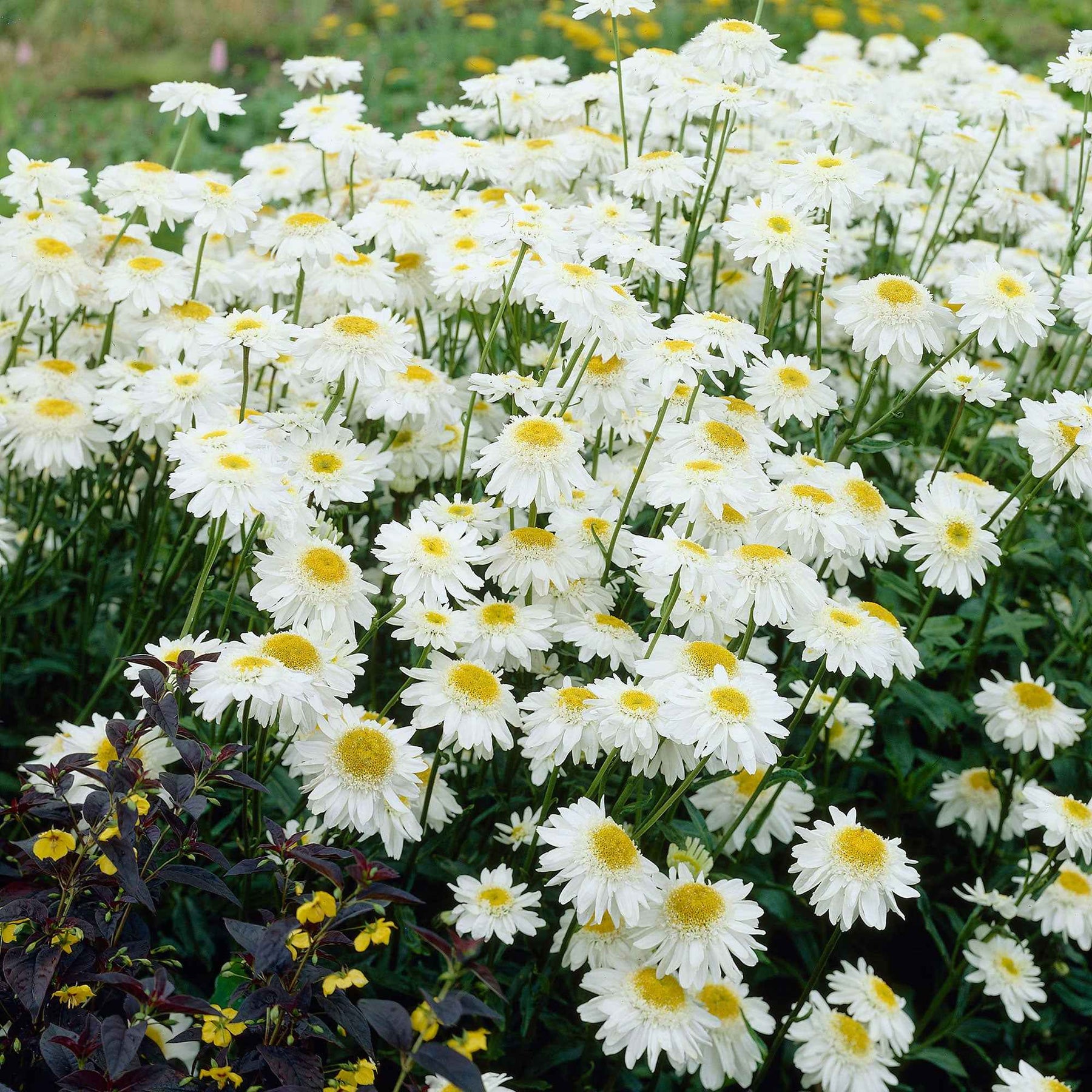 Marguerite d'été Wirral Supreme - Leucanthemum superbum wirral supreme - Plantes vivaces