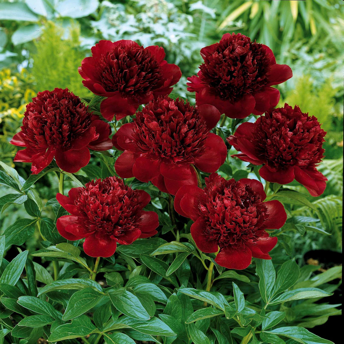 Mélange de 3 pivoines : Immaculée, Sorbet, Red Charm - Paeonia lactiflora x Sorbet, Immaculée, Red Charm - Pivoines