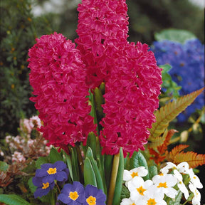 Collection de 12 Jacinthes (3 roses + 3 bleues + 3 rouges + 3 blanches) - Hyacinthus orientalis - Bulbes à fleurs