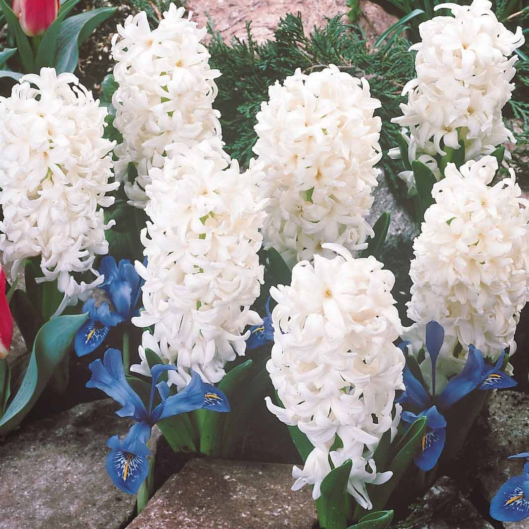 Collection de 12 Jacinthes (3 roses + 3 bleues + 3 rouges + 3 blanches) - Hyacinthus orientalis