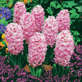 Collection de 12 Jacinthes (3 roses + 3 bleues + 3 rouges + 3 blanches) - Hyacinthus orientalis