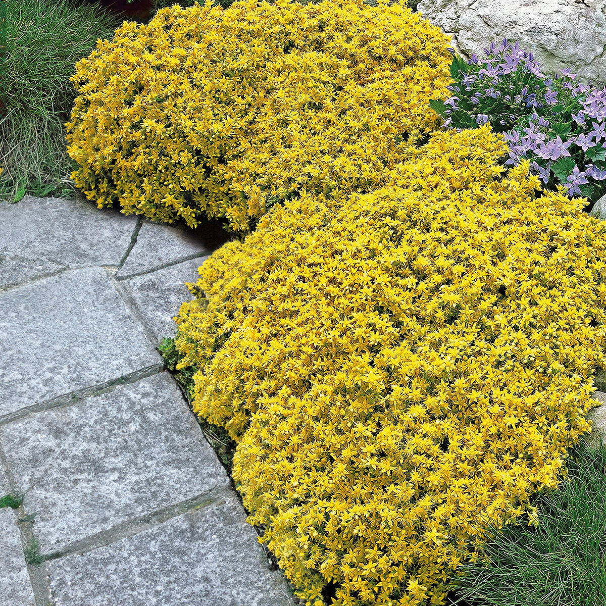 2 Sedum acre - Poivre des murailles - Willemse