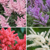 4 Astilbes en mélange - Astilbe