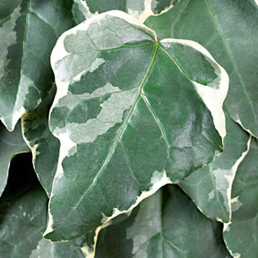 3 Lierres des Canaries Gloire de Marengo - Hedera algeriensis 'gloire de marengo' - Plantes