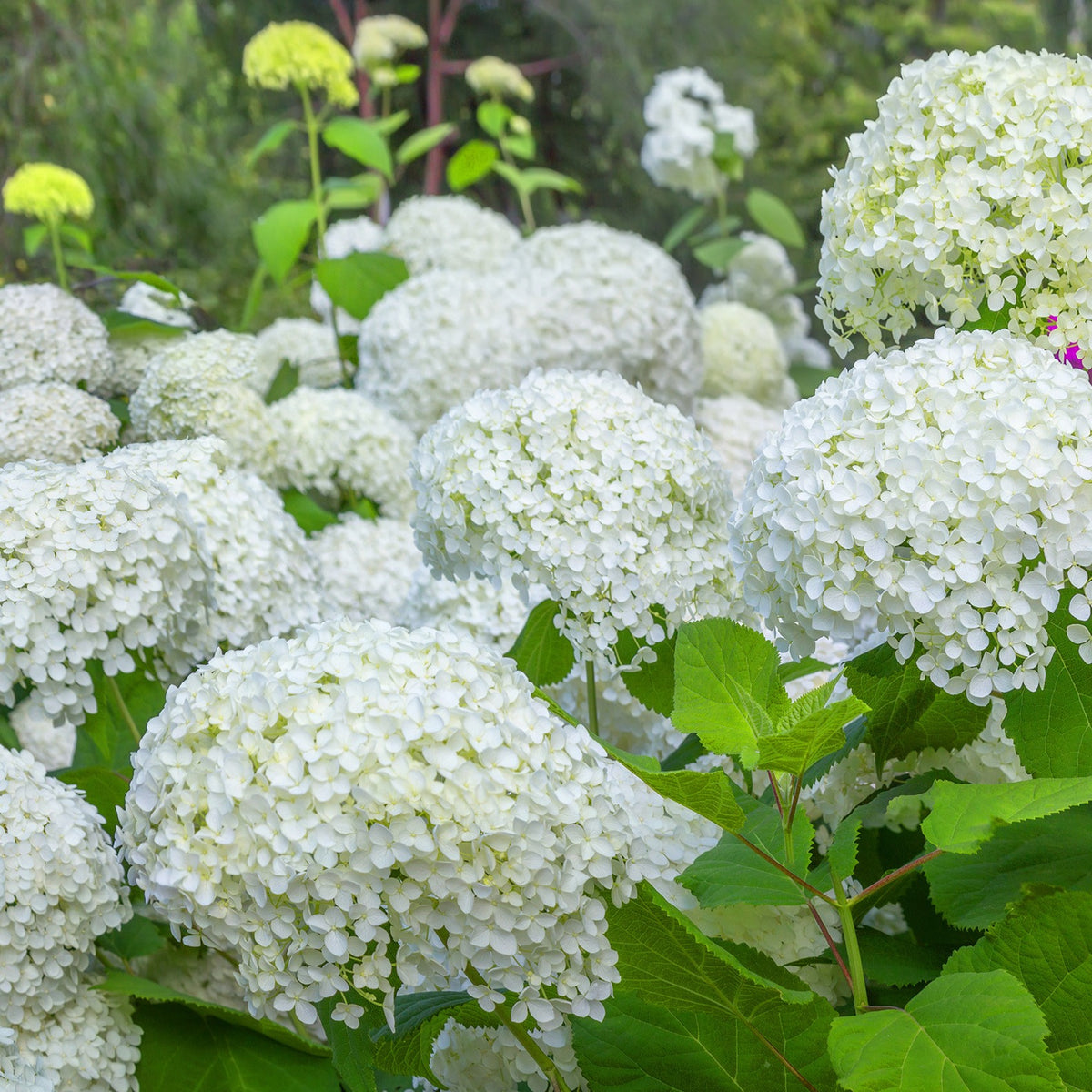 Hortensia Annabelle - Willemse