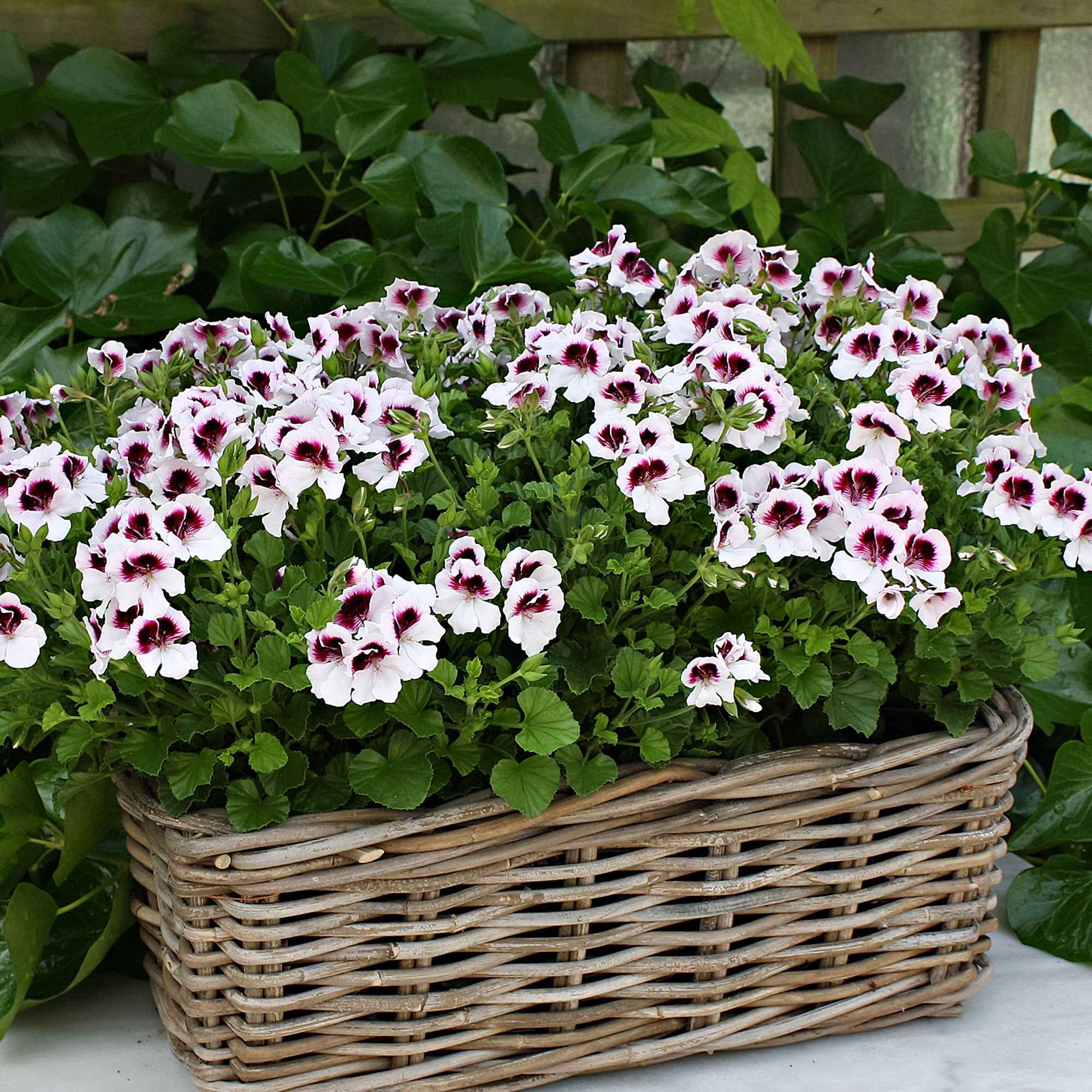 3 Pelargoniums odorants Mosquitaway Lizzy - Pelargonium crispum lizzy - Plantes