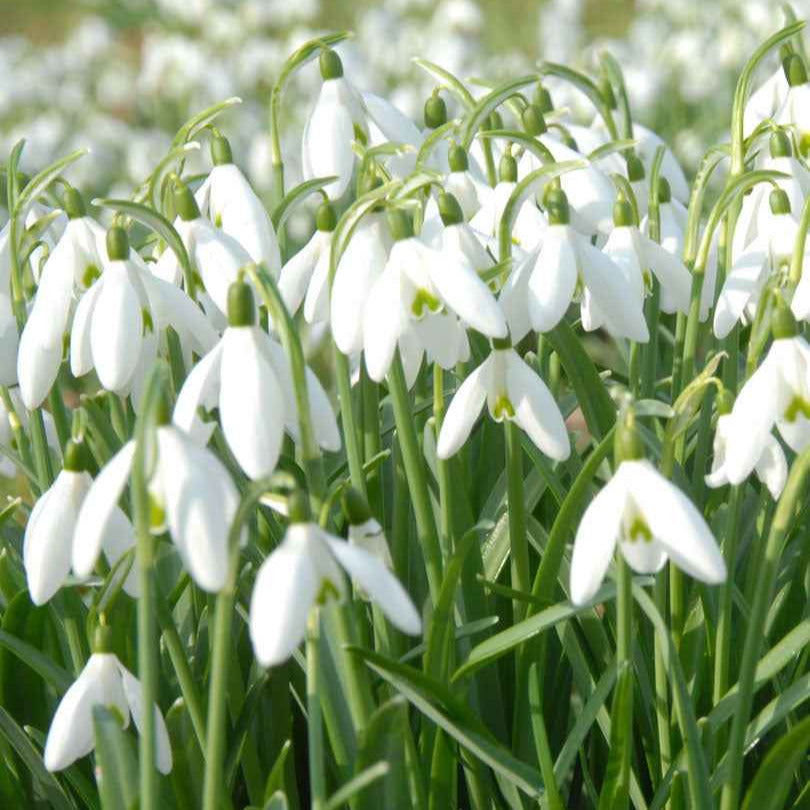 25 Perce-neige simples - Galanthus nivalis - Plantes