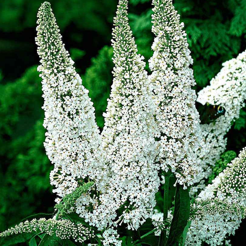 Arbre à papillons White Profusion - Buddleja davidii white profusion - Willemse