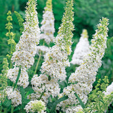 Arbre à papillons White Profusion - Buddleja davidii white profusion - Arbres aux papillons