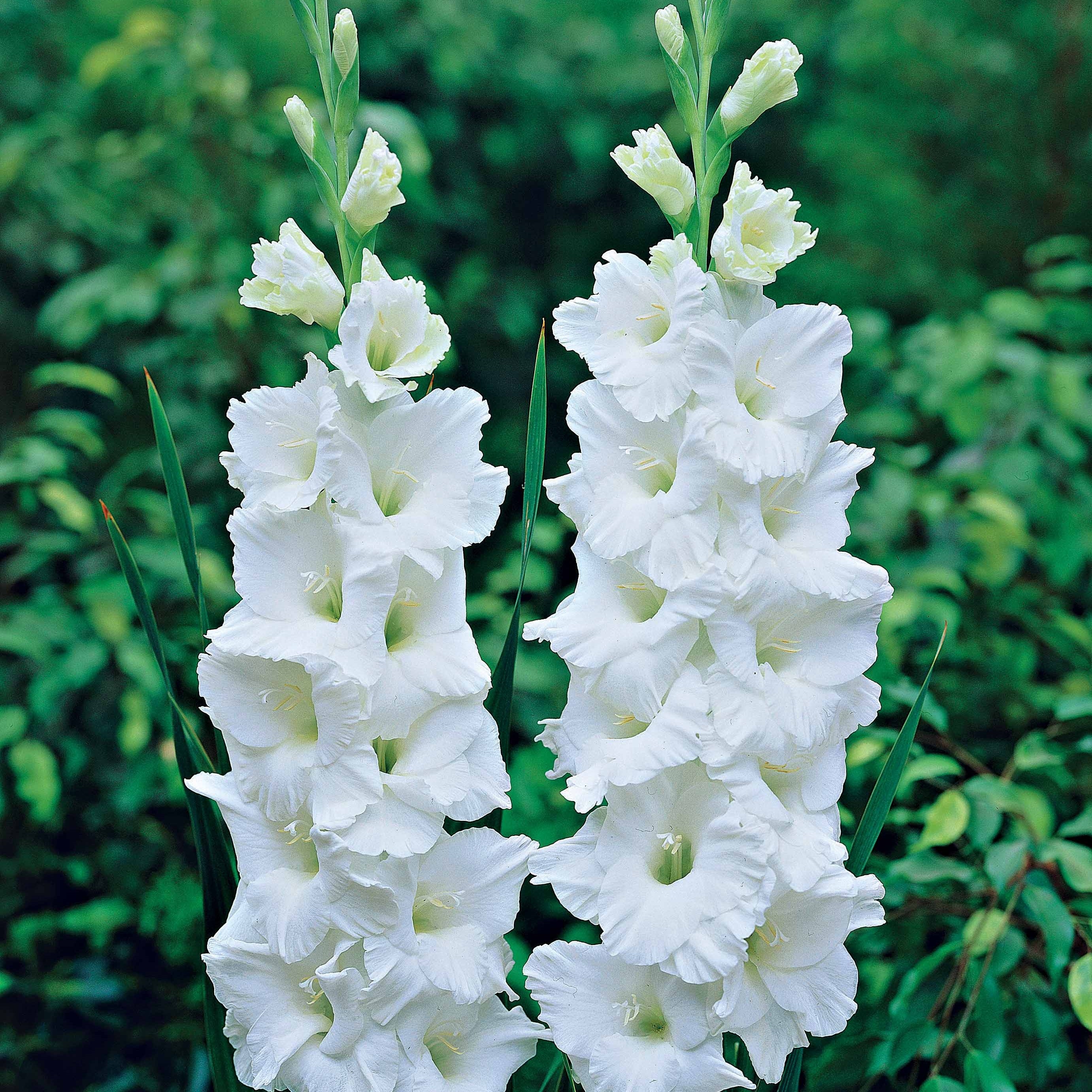 Collection de 50 Glaïeuls - Gladiolus 'zizanie', 'stéréo', 'belle de nuit', 'p