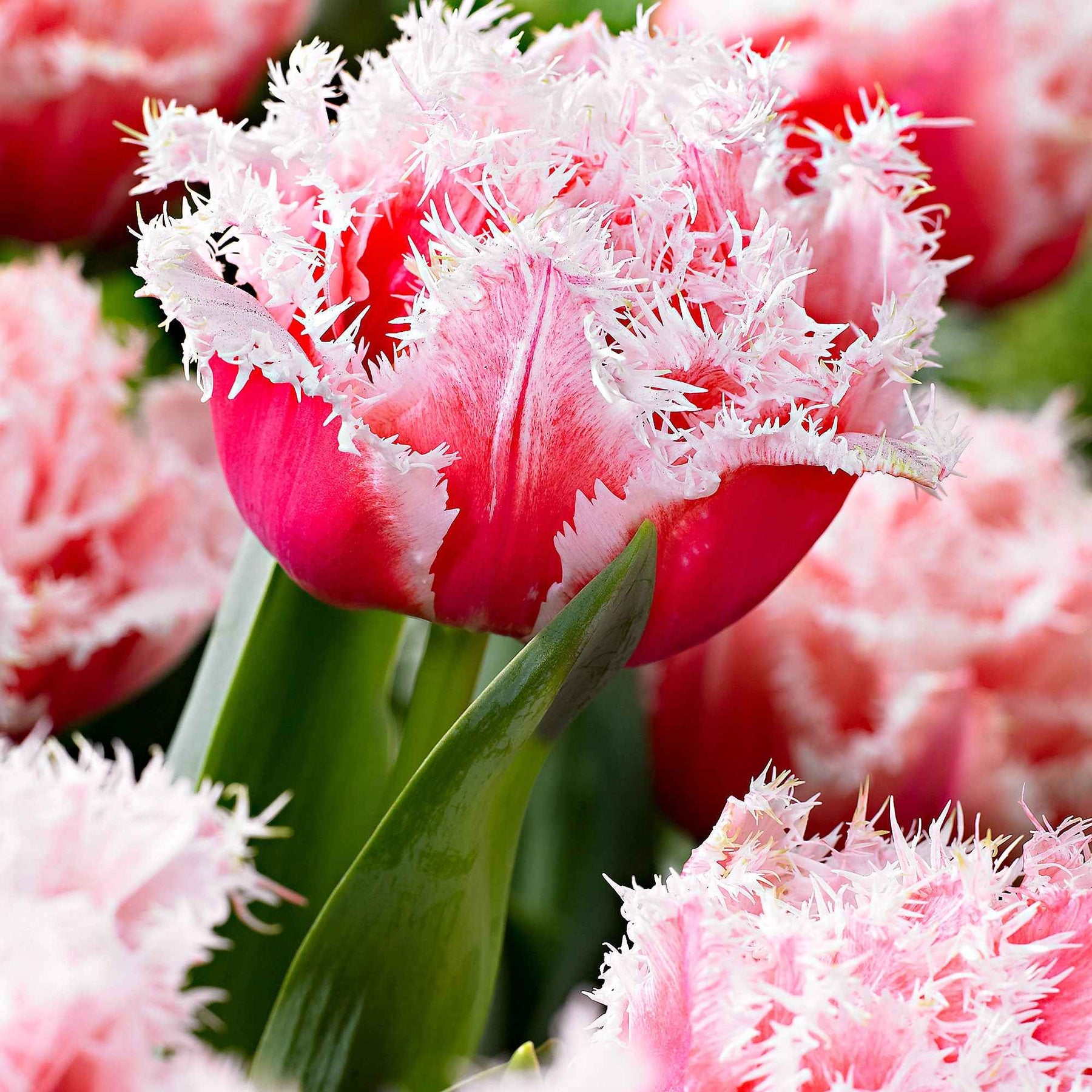 5 Tulipes doubles frangées Queensland - Tulipa queensland - Plantes