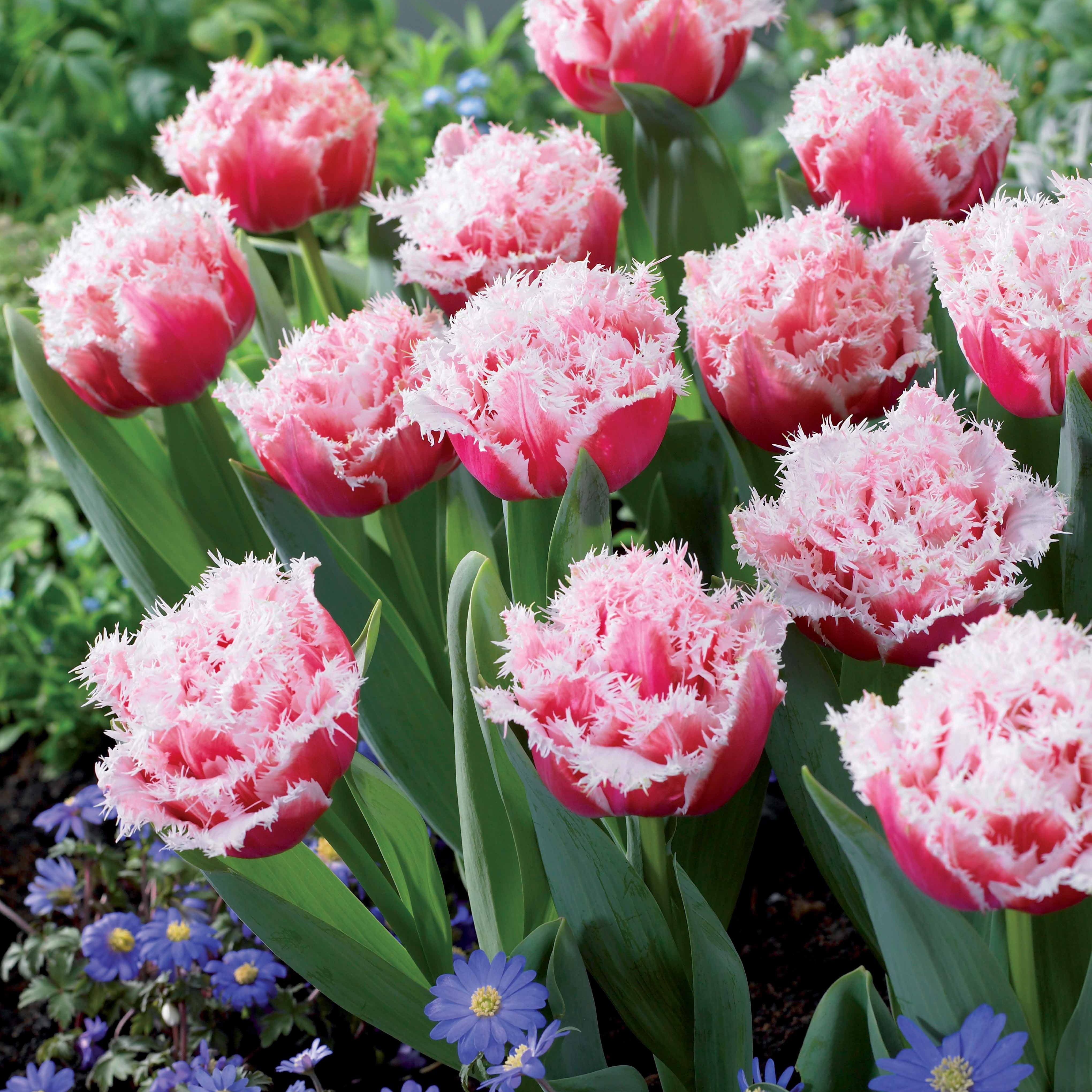 5 Tulipes doubles frangées Queensland - Tulipa queensland